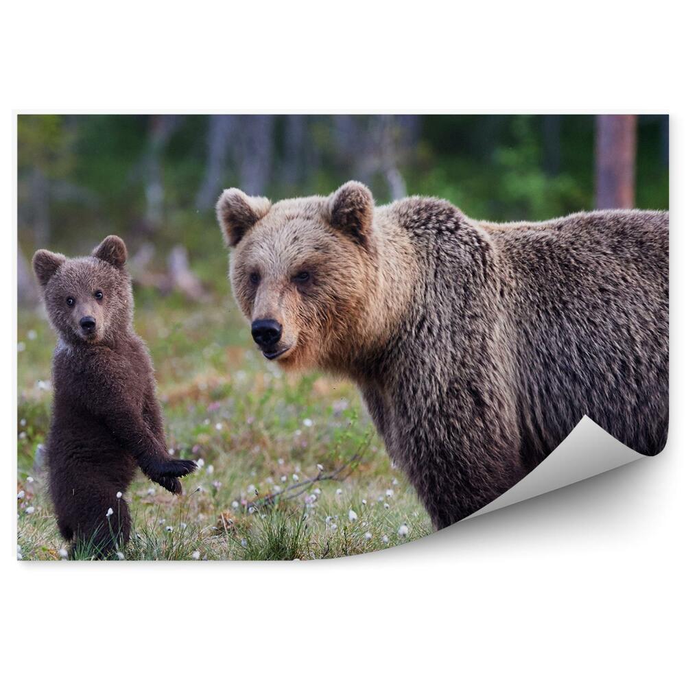 Fototapeta Medvědí máma a medvídě