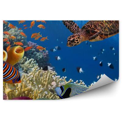 Fototapeta Želva a korál