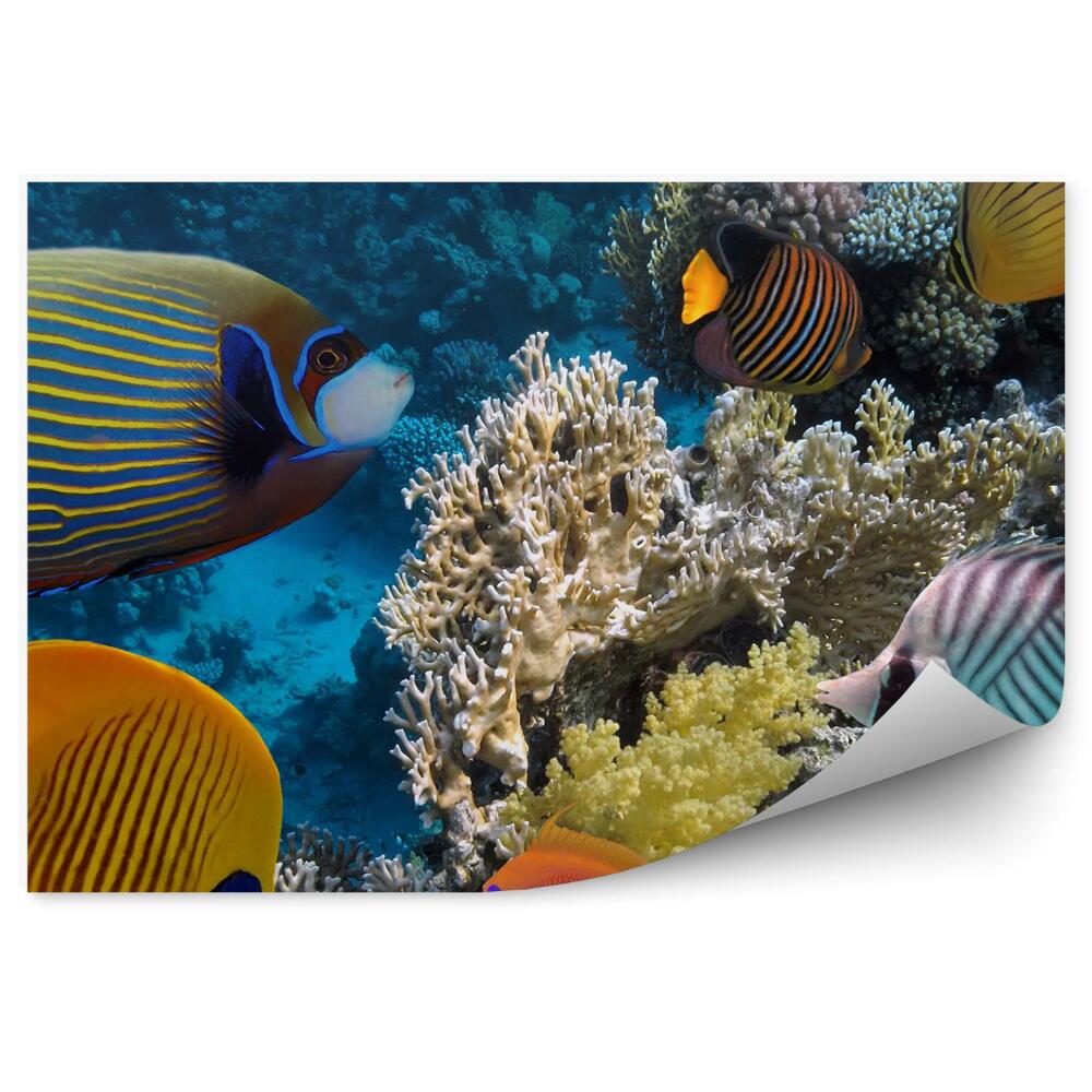 Fototapeta na zeď Korálový útes podvodní rybí krajina