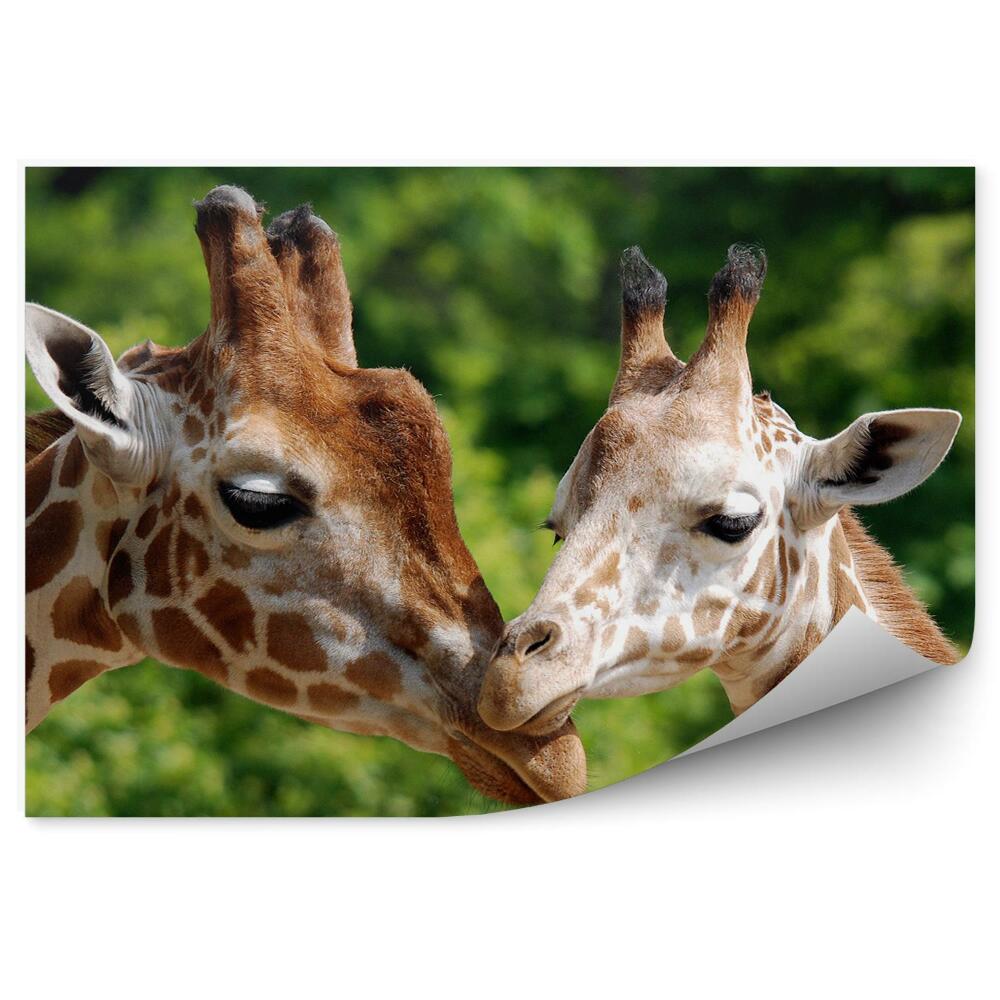 Samolepící fototapeta Žirafy mladé láska příroda zvířata