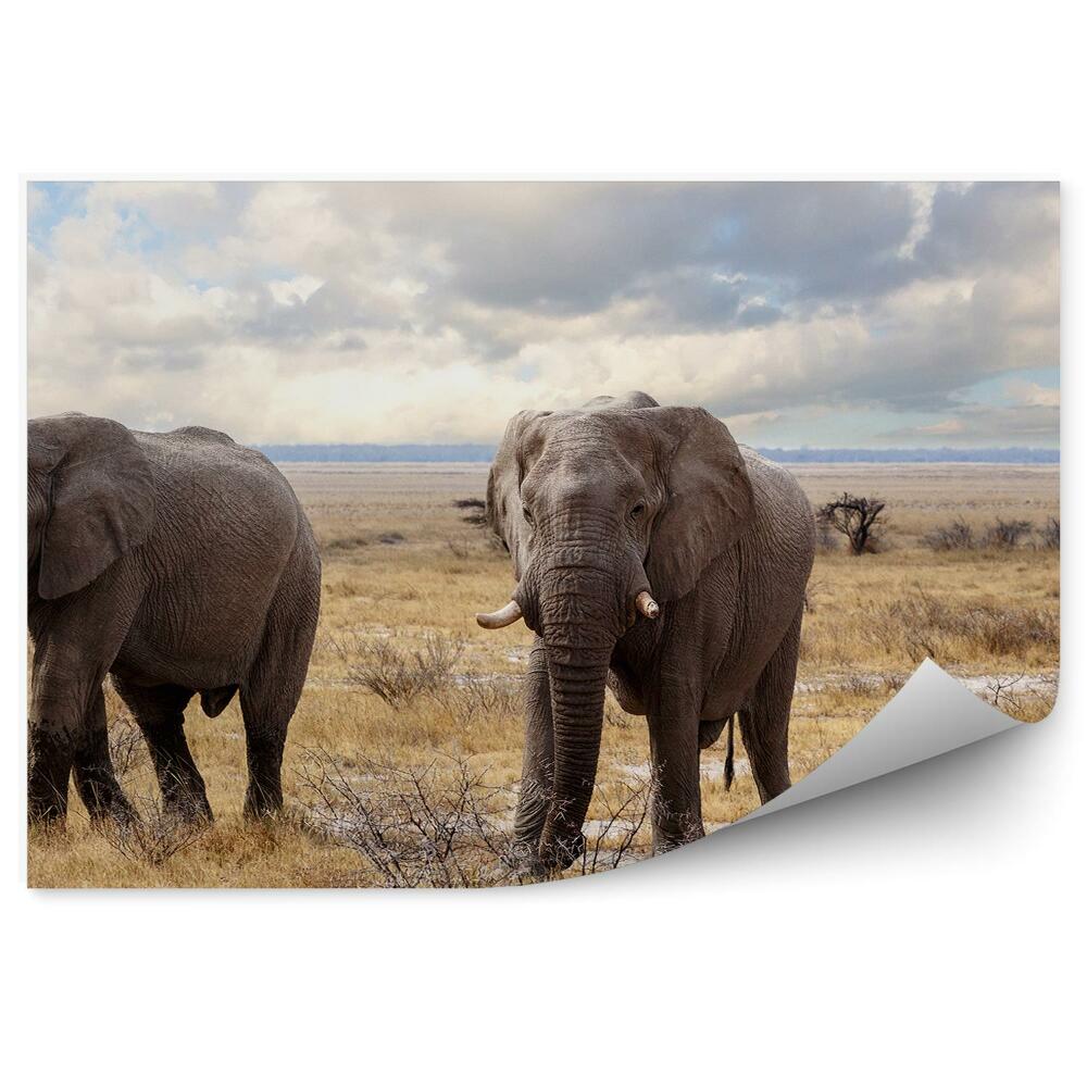 Fototapeta Africký slon Národní park suchá tráva