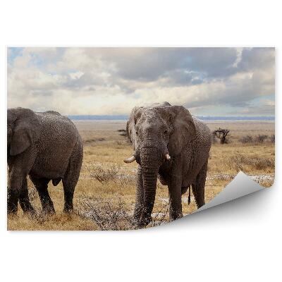 Fototapeta Africký slon Národní park suchá tráva