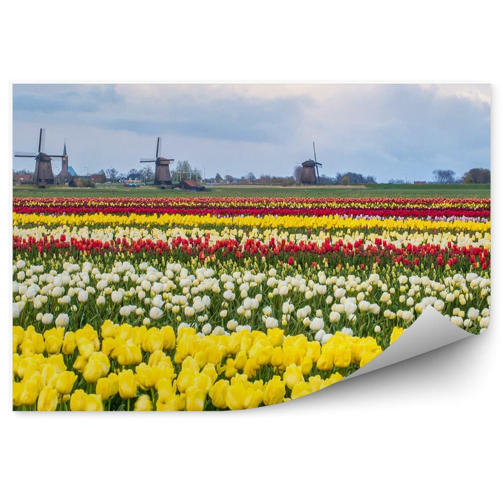 Fototapeta Tulipán pole nizozemsko obloha mraky