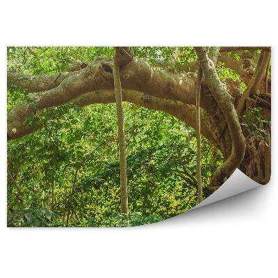 Fototapeta Listy stromů indické džungle