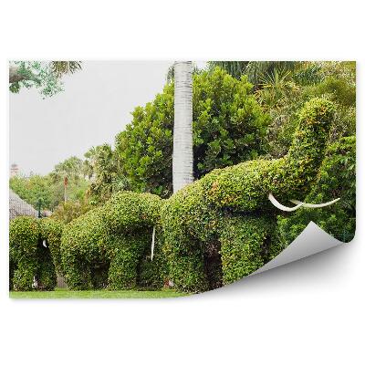 Fototapeta Okrasné zelené sloní keře