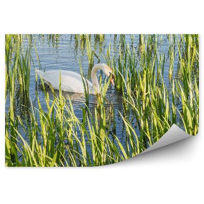 Samolepící fototapeta Bílé labutě v Helix Parku, Falkirk, Skotsko, Spojené království