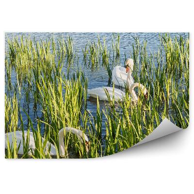 Fototapeta Bílé labutě v Helix Parku, Falkirk, Skotsko, Spojené království