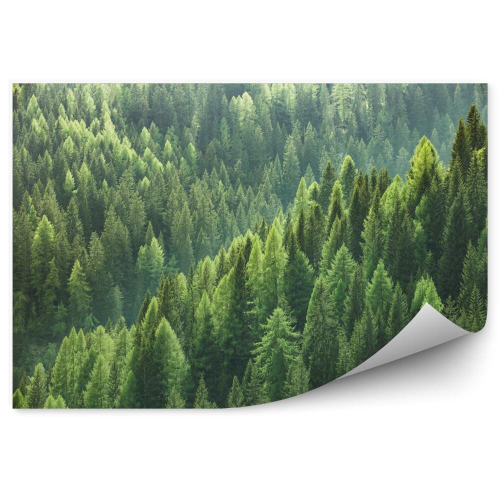 Fototapeta Zelený jehličnatý les