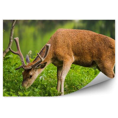 Samolepící fototapeta Jelen na pozadí jezera