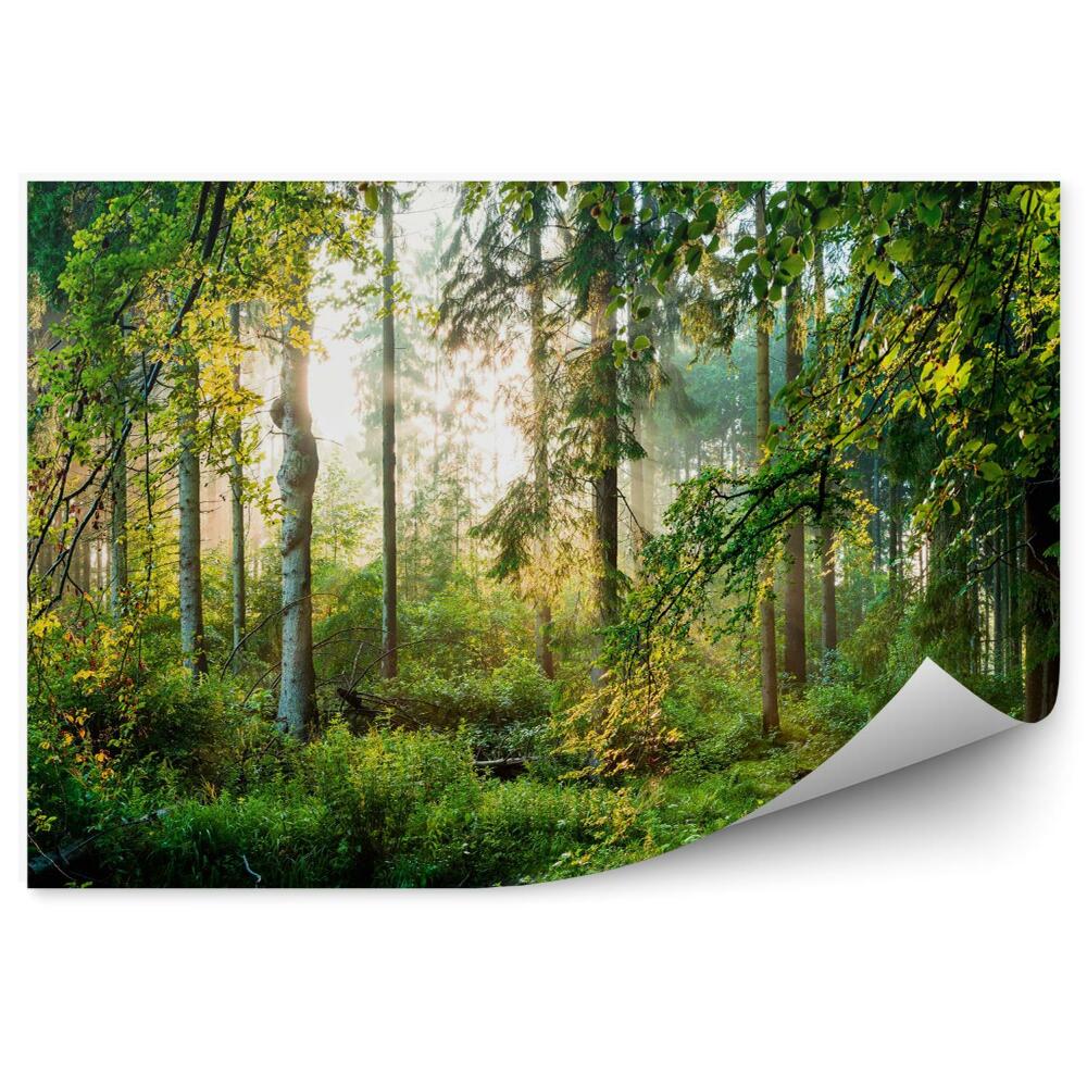 Samolepící fototapeta Zelený les
