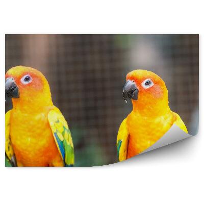 Fototapeta na zeď Oranžoví papoušci