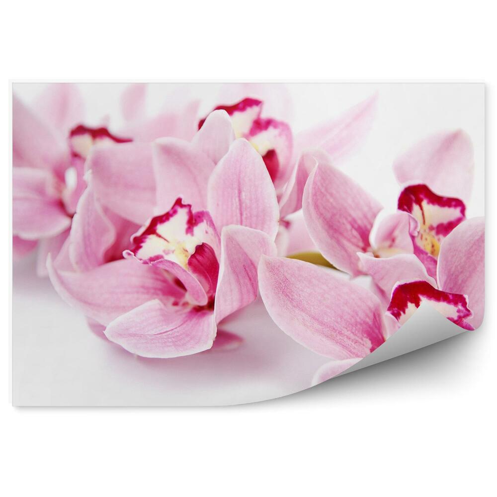 Samolepící fototapeta Růžové květy orchidejí