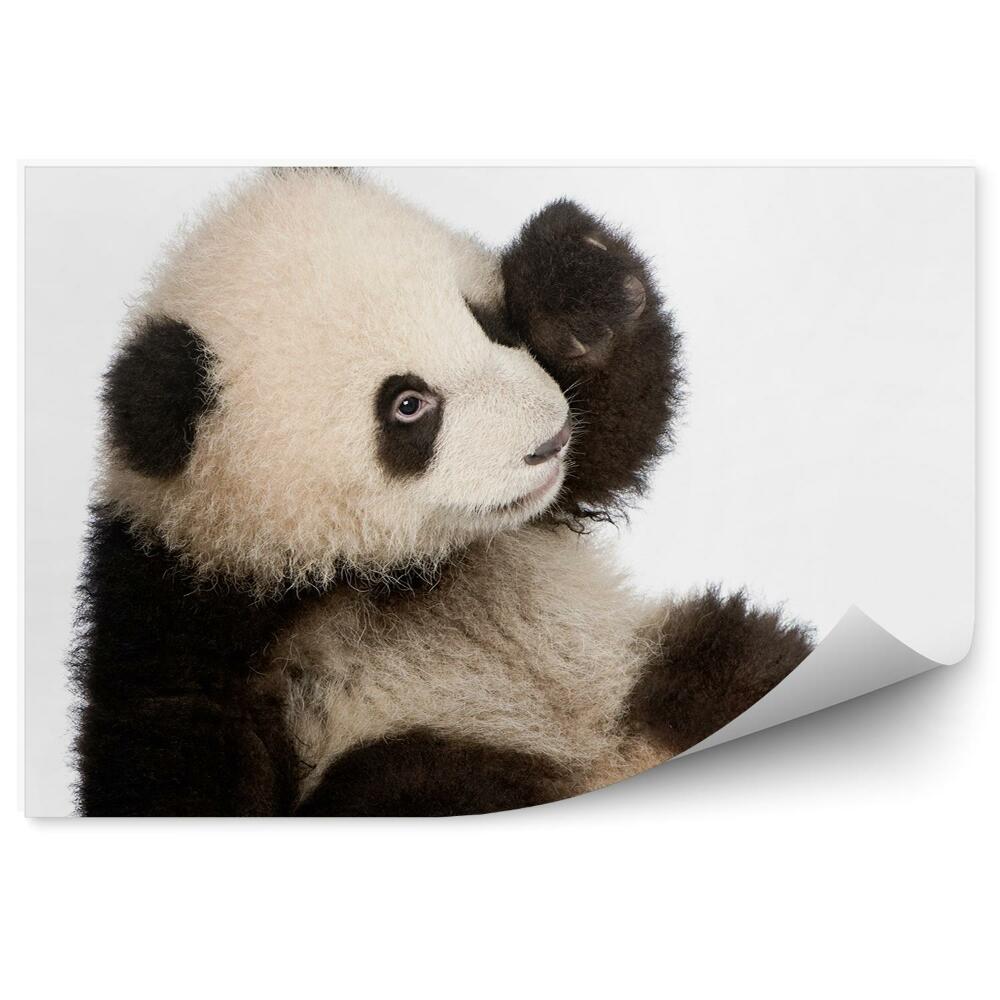 Fototapeta Šestiměsíční panda