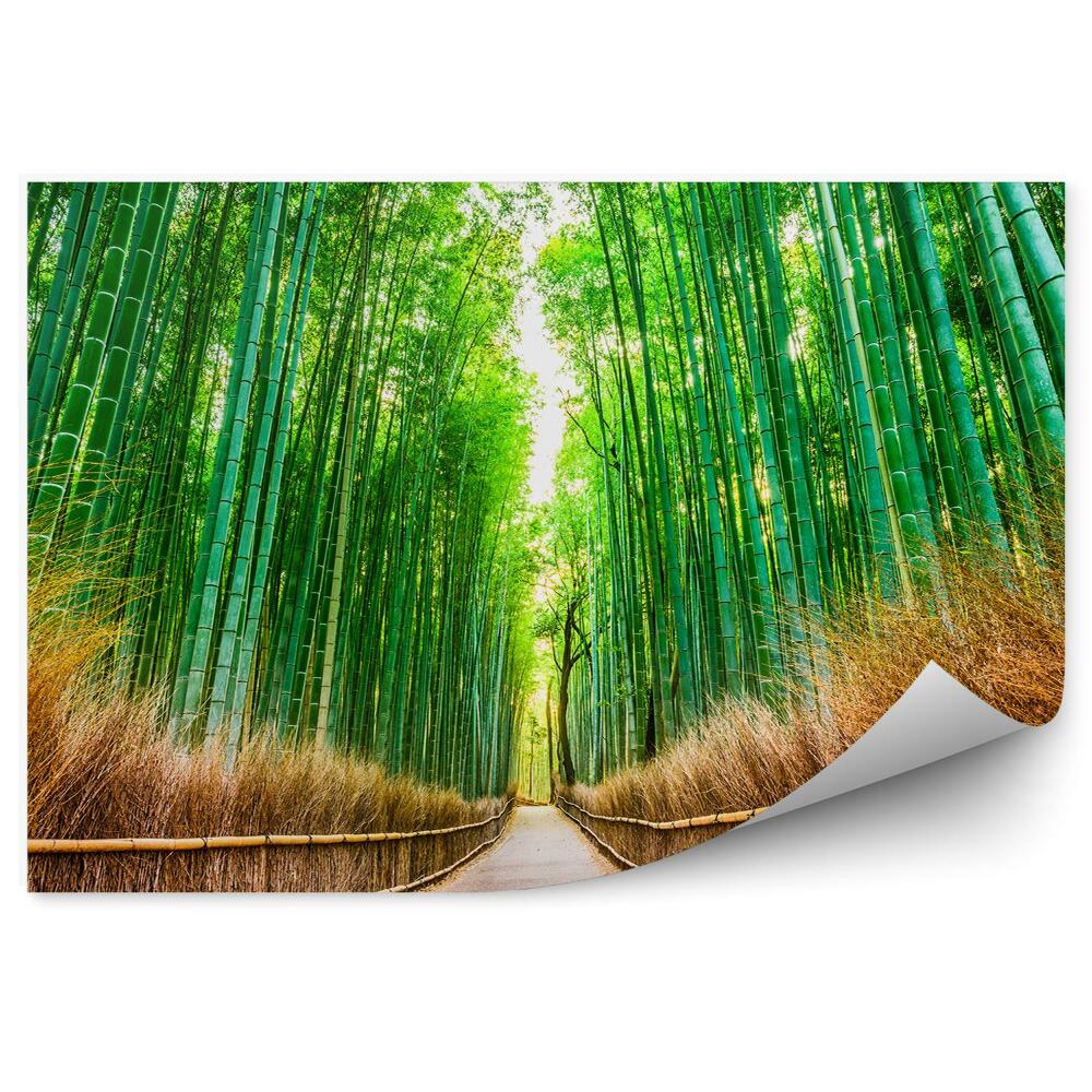 Samolepící fototapeta Japonsko bambusový les cesta silnice