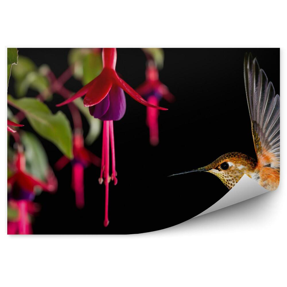 Samolepící fototapeta Fuchsie květiny kolibřík černé pozadí opustí bird