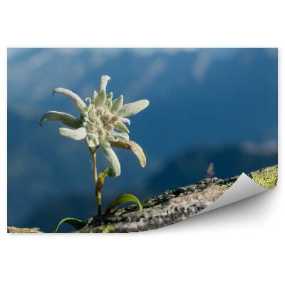 Fototapeta na zeď Edelweiss skála výhled na Alpy