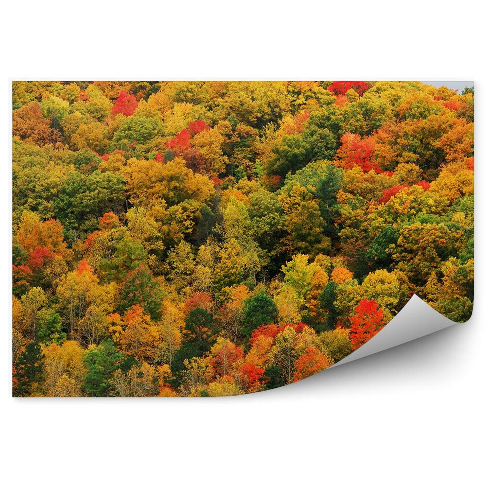 Samolepící fototapeta Barevné podzimní stromy lesní pohled shora