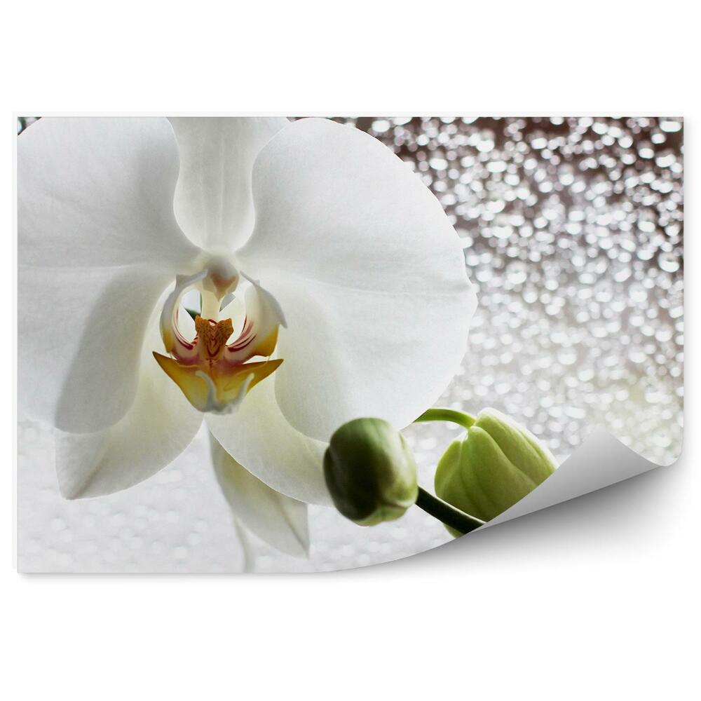 Fototapeta Orchidej bílé růže