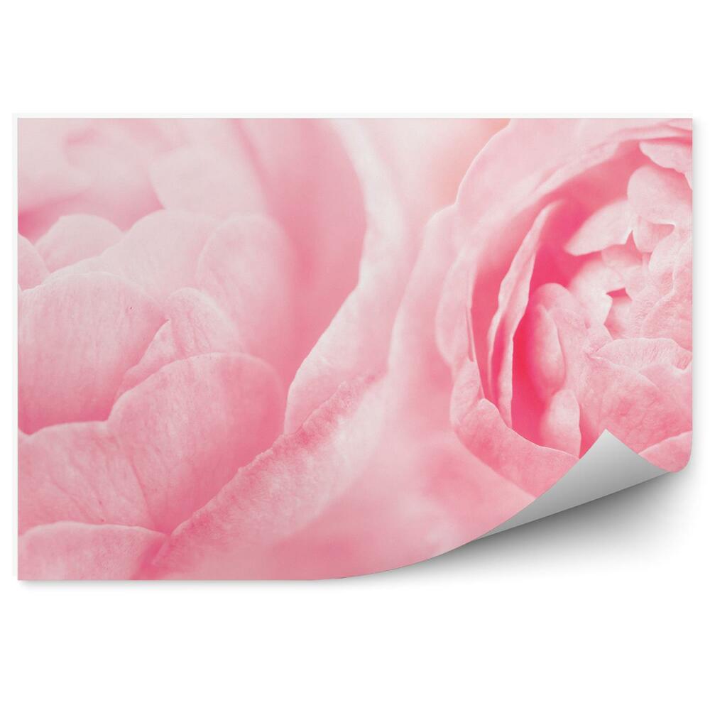 Samolepící fototapeta Růžové květy poupata láska