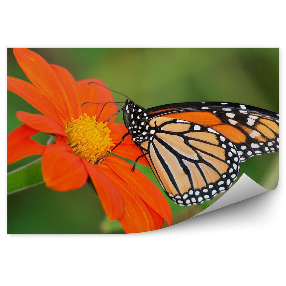 Samolepící fototapeta Bílý skvrnitý motýl oranžový květ zelené pozadí