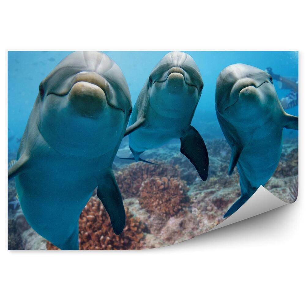 Fototapeta Tři delfíni pod vodou