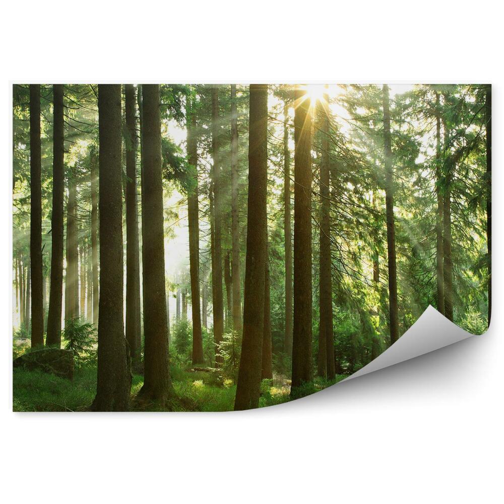 Fototapeta Jehličnatý lesní trávník východ slunce