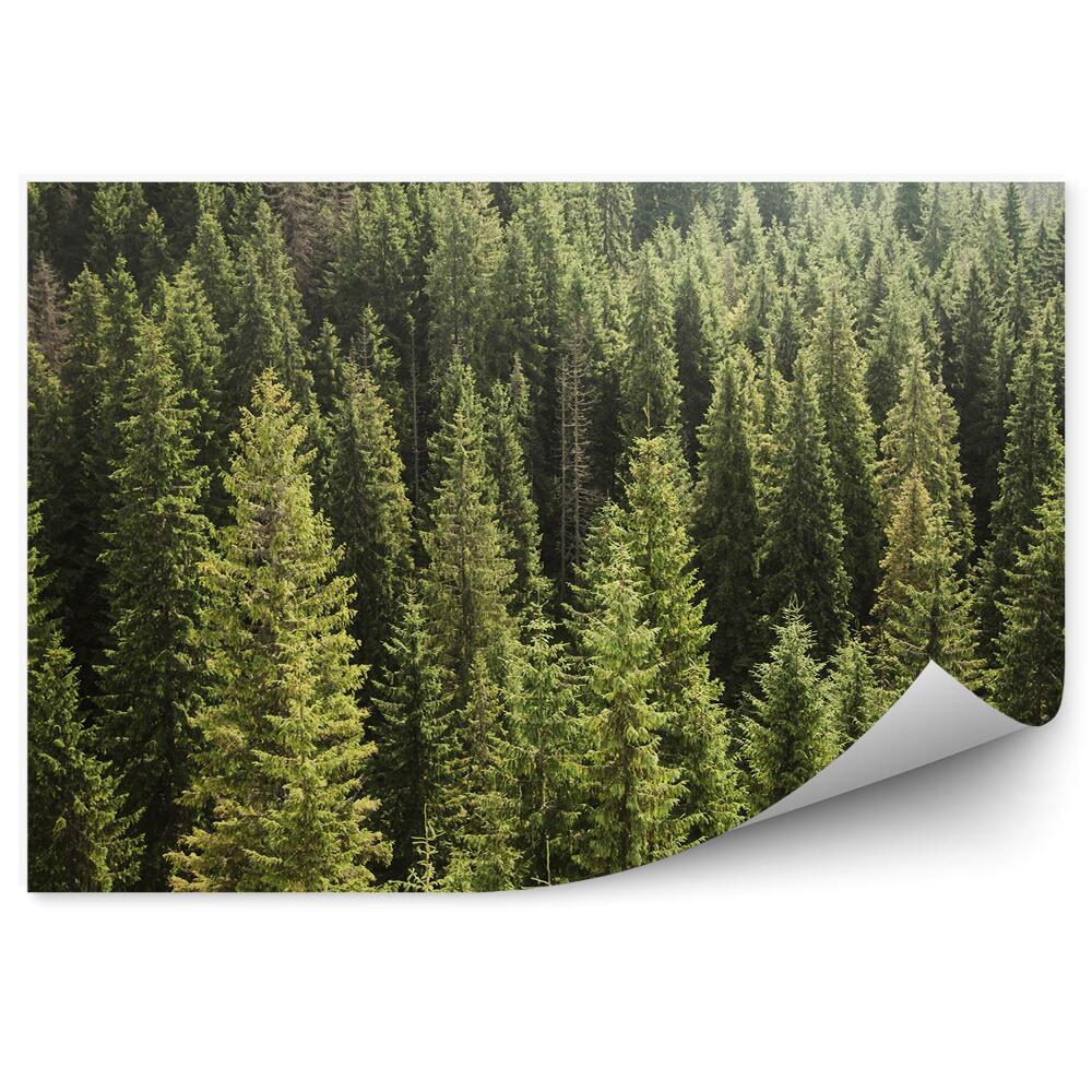 Samolepící fototapeta Příroda zelené vánoční stromky mlha les