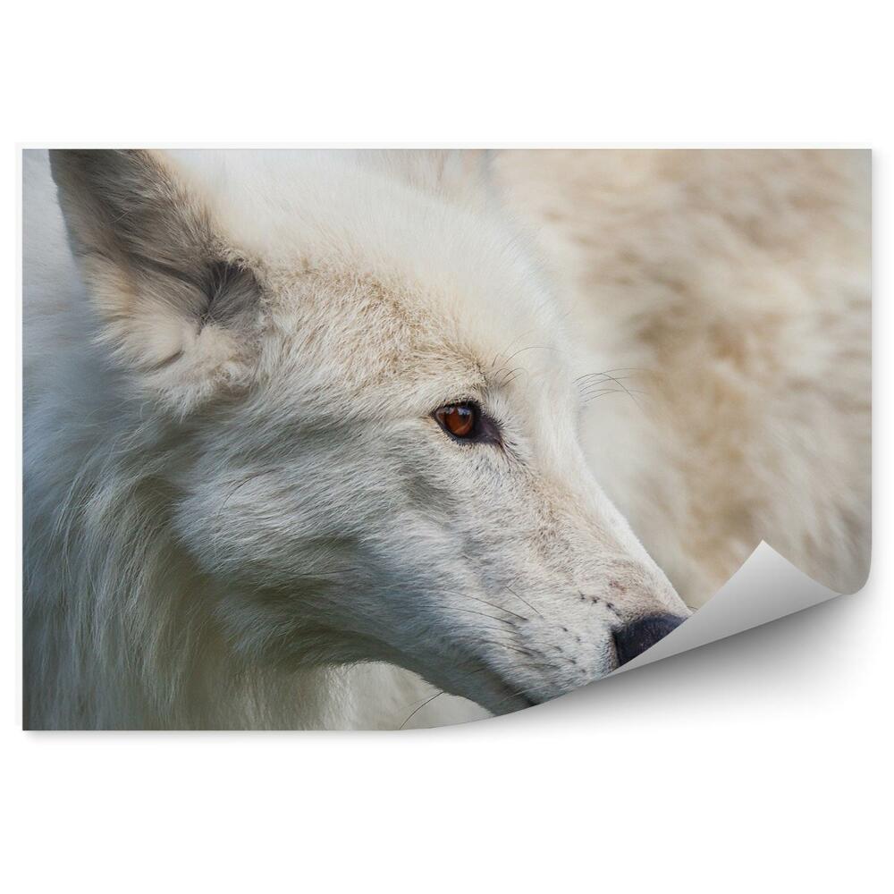 Fototapeta Dospělý bílý vlk hnědé oči tráva