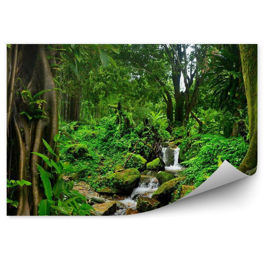 Fototapeta na zeď Thajsko džungle potok stromy vegetace