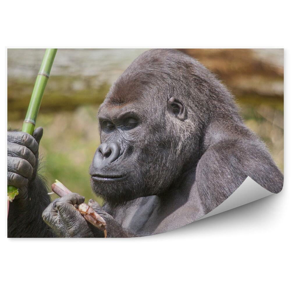 Samolepící fototapeta Gorila držící bambus