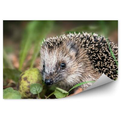 Fototapeta na zeď Ježek listy trávy