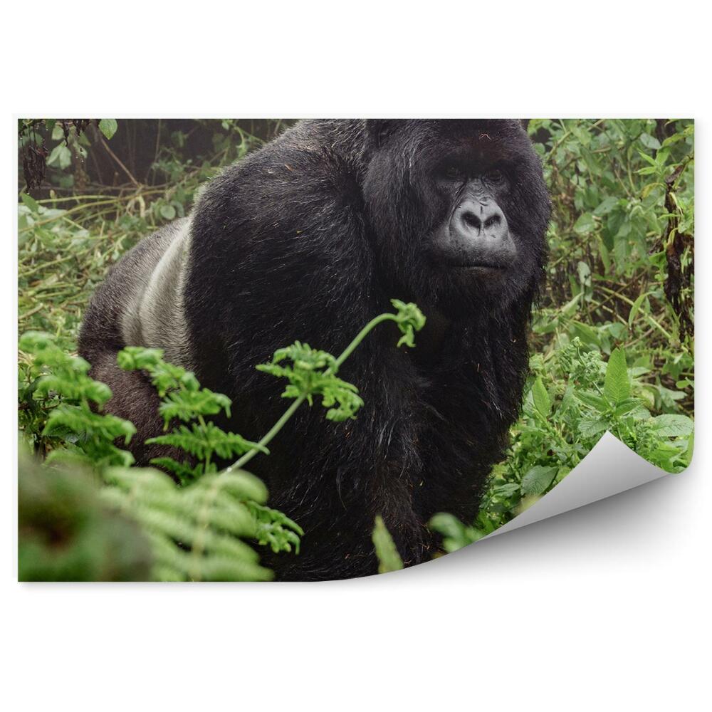 Fototapeta Gorila v hustém lese