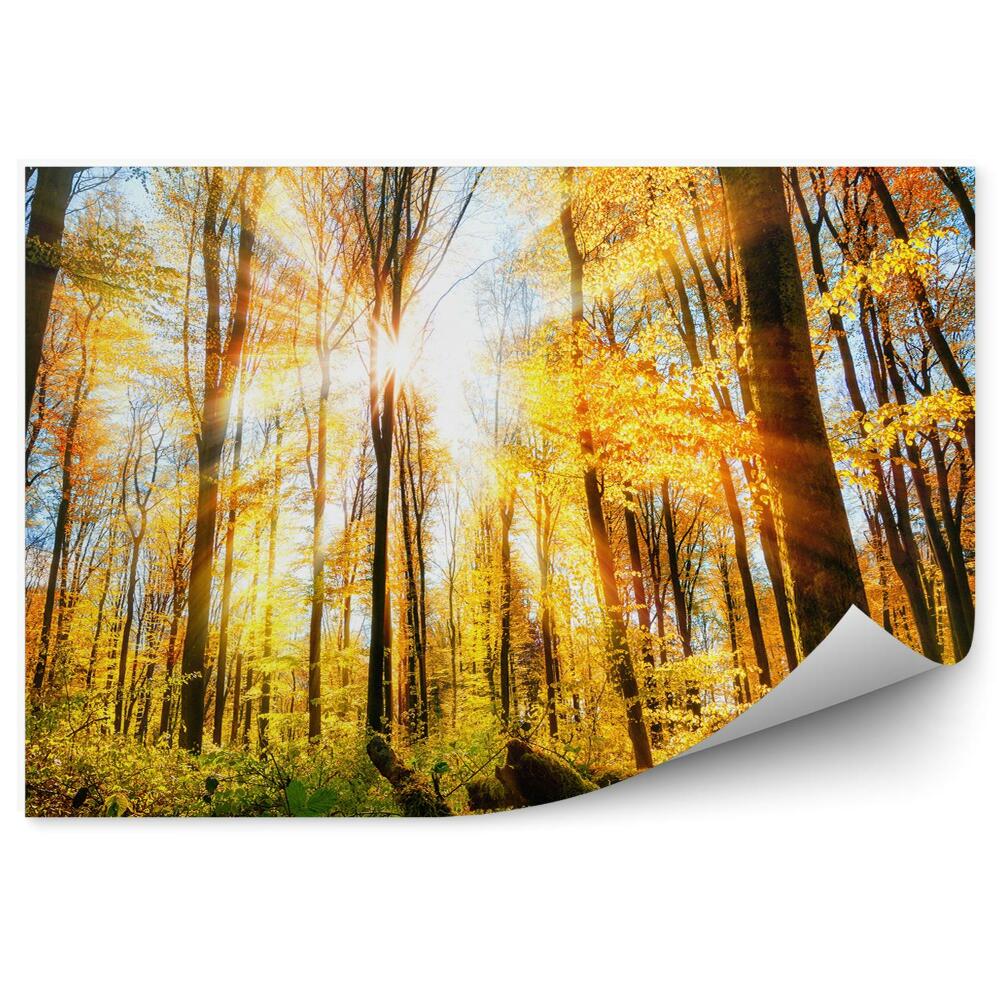 Fototapeta na zeď Podzimní lesní stromy slunce svítí paprsky trávy