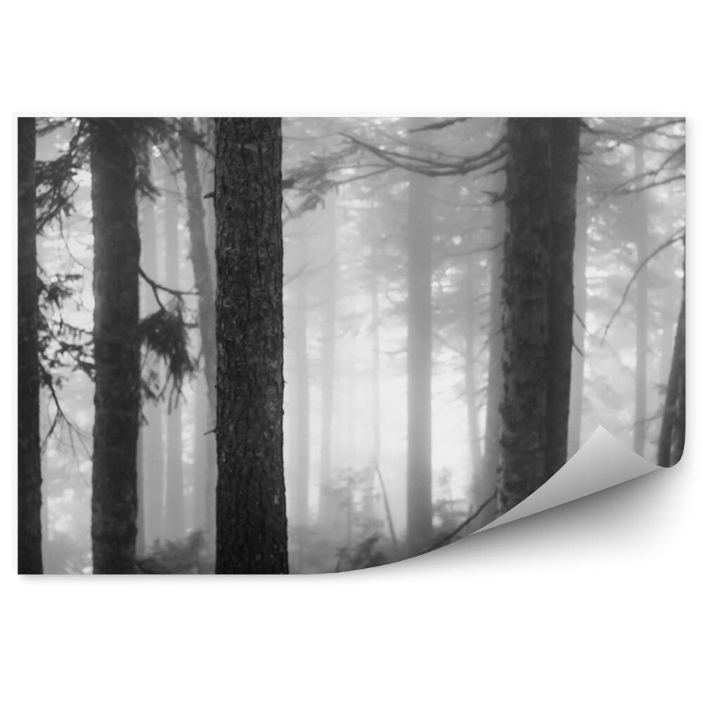 Fototapeta Mlžný les sépie