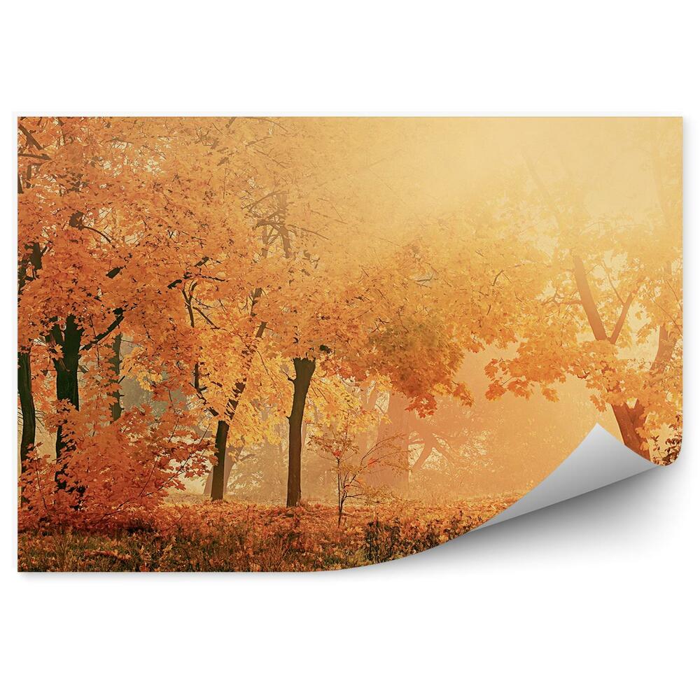 Fototapeta Slunečné podzimní park mlha padající listí
