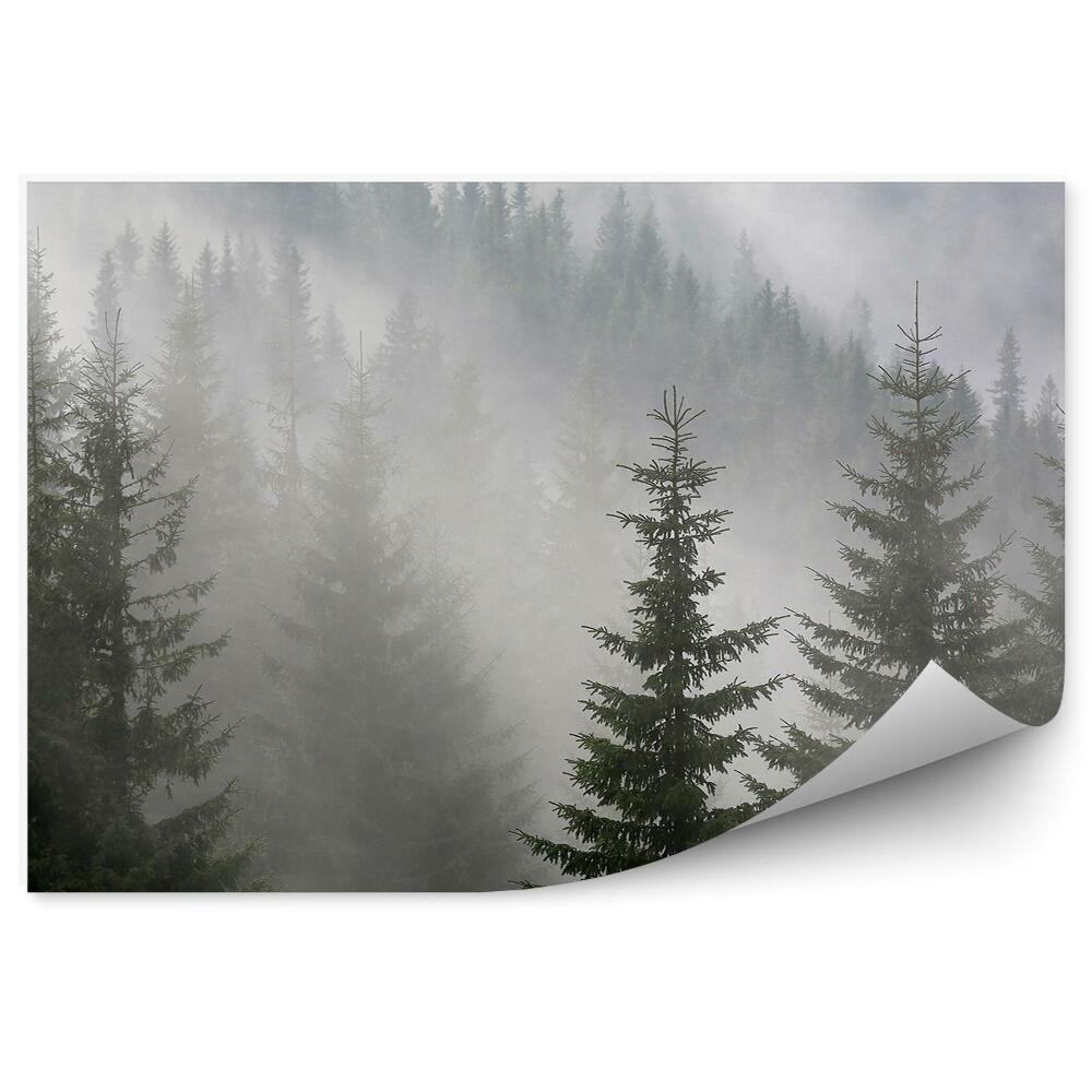 Samolepící fototapeta Borový les mlha