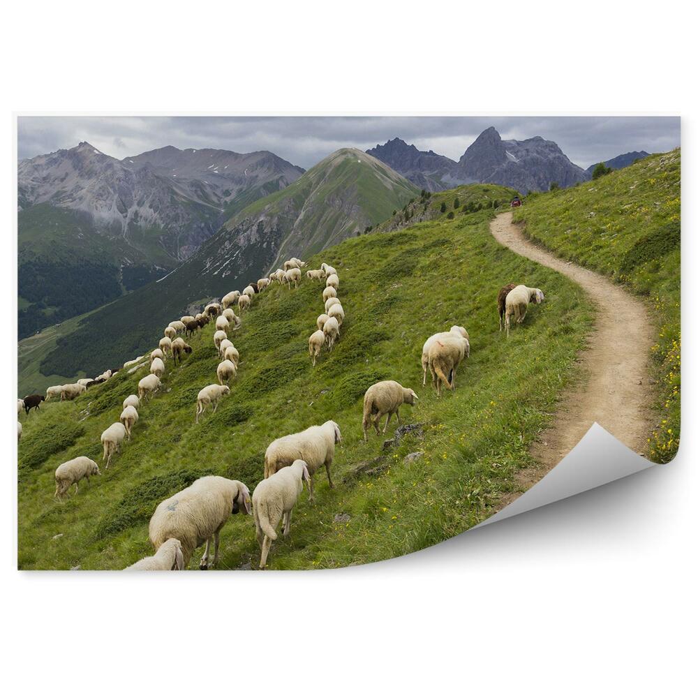 Fototapeta na zeď Stádo ovcí koz hory nebe mraky květiny Alpy
