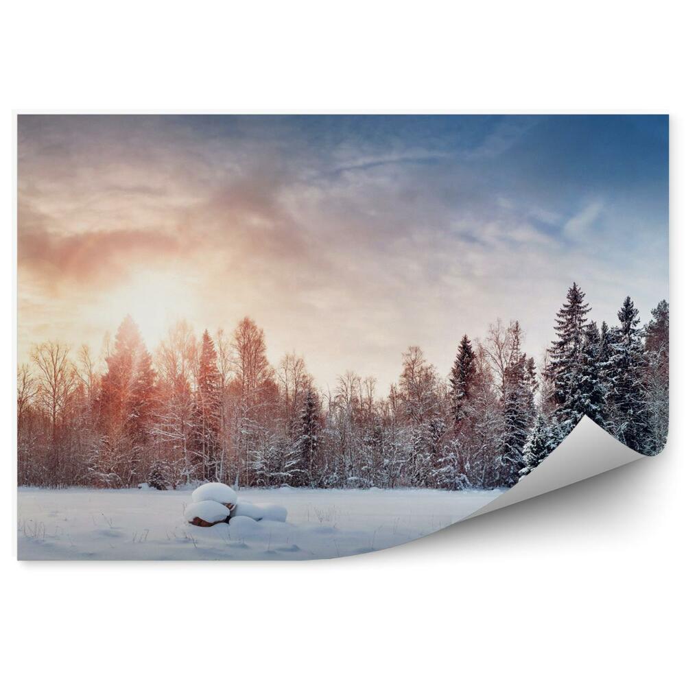 Fototapeta na zeď Krásné stromy a zimní krajina v pozdním večeru