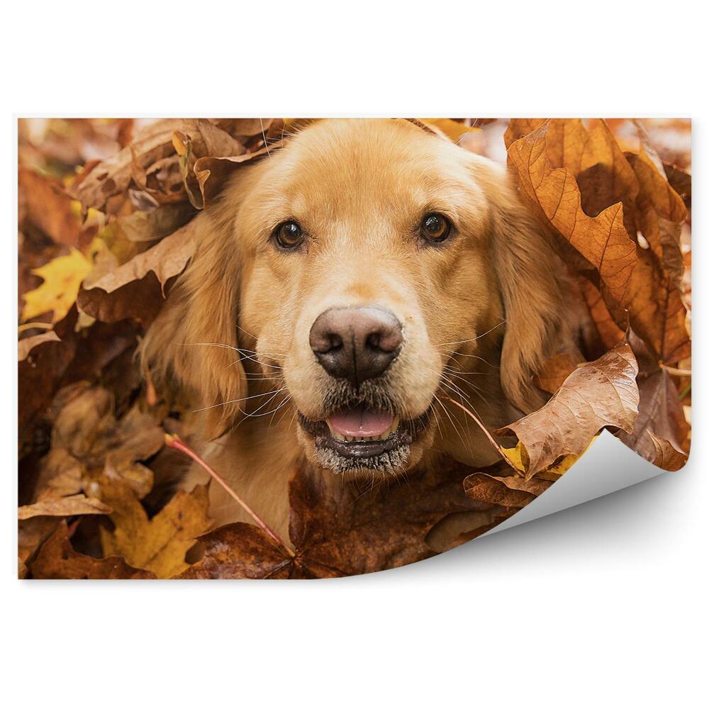 Fototapeta na zeď Zlatý retrívr pes podzimní listí zábava radost