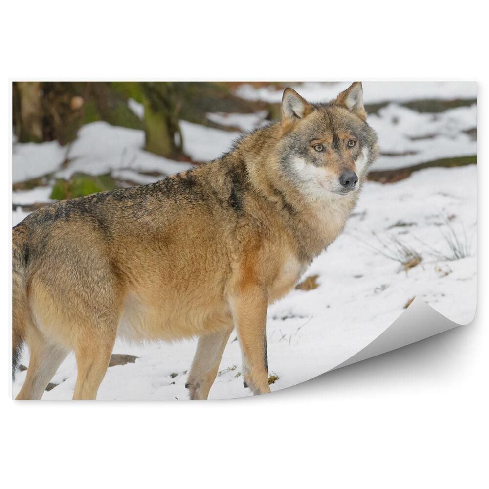 Fototapeta na zeď Evropský vlk zimní les sníh