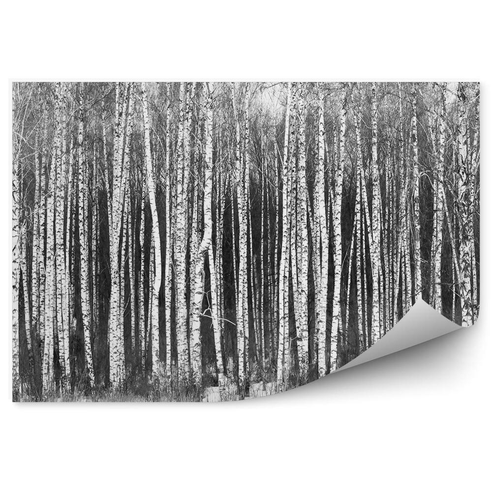 Samolepící fototapeta Zasněžený březový les černobílá krajina