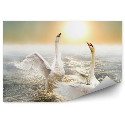 Fototapeta Tančící labutě na vlnách