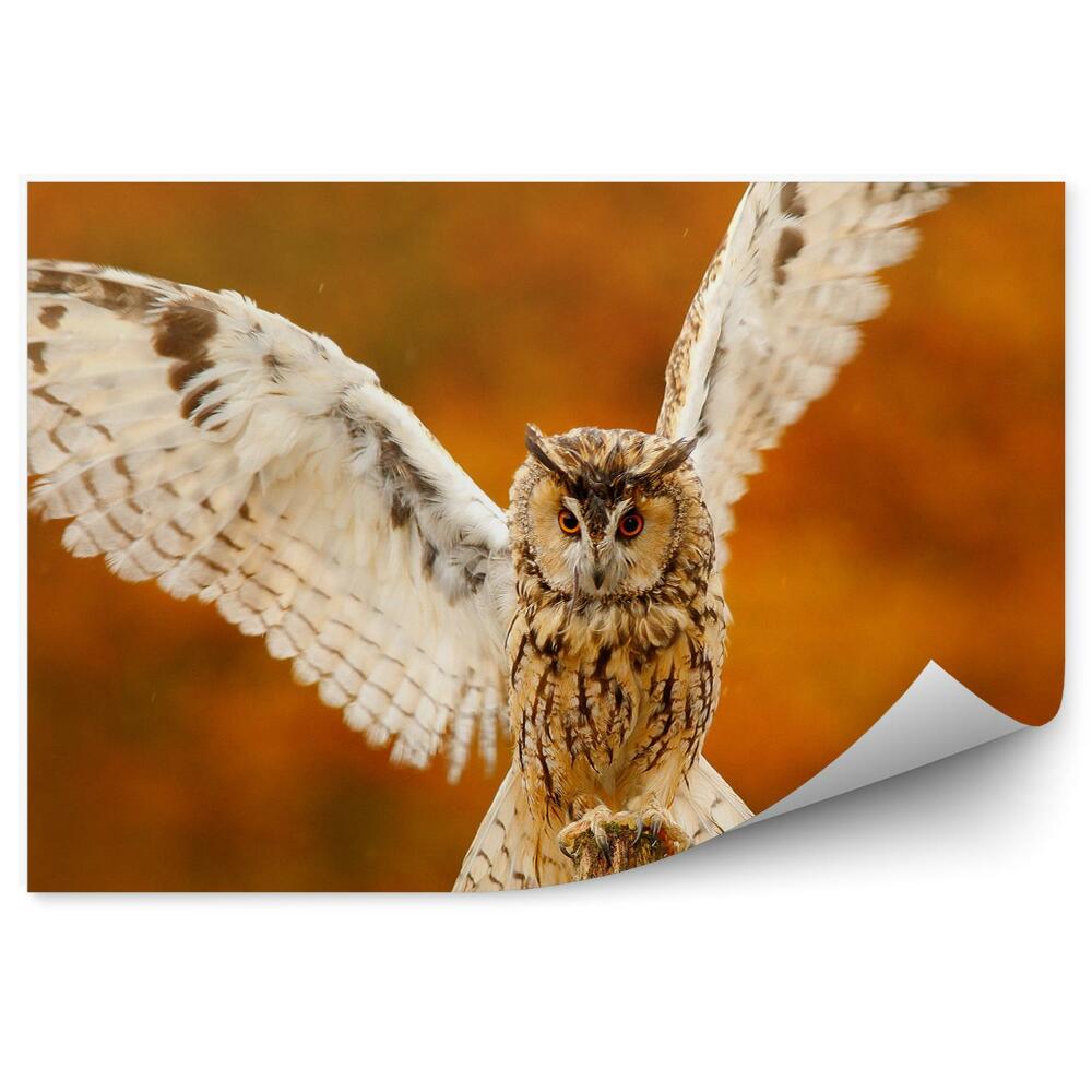Samolepící fototapeta Sova s roztaženými křídly podzimní les