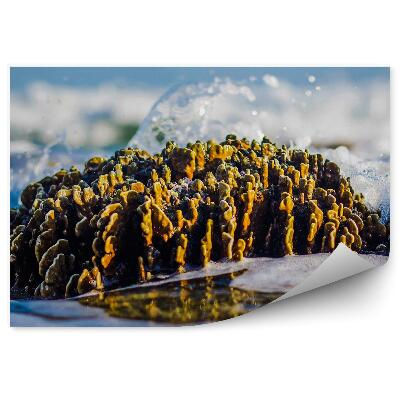 Fototapeta na zeď Detail mořského útesu odlivu