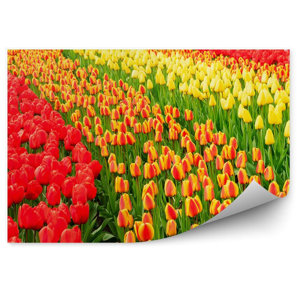 Samolepící fototapeta Tulipánové pole