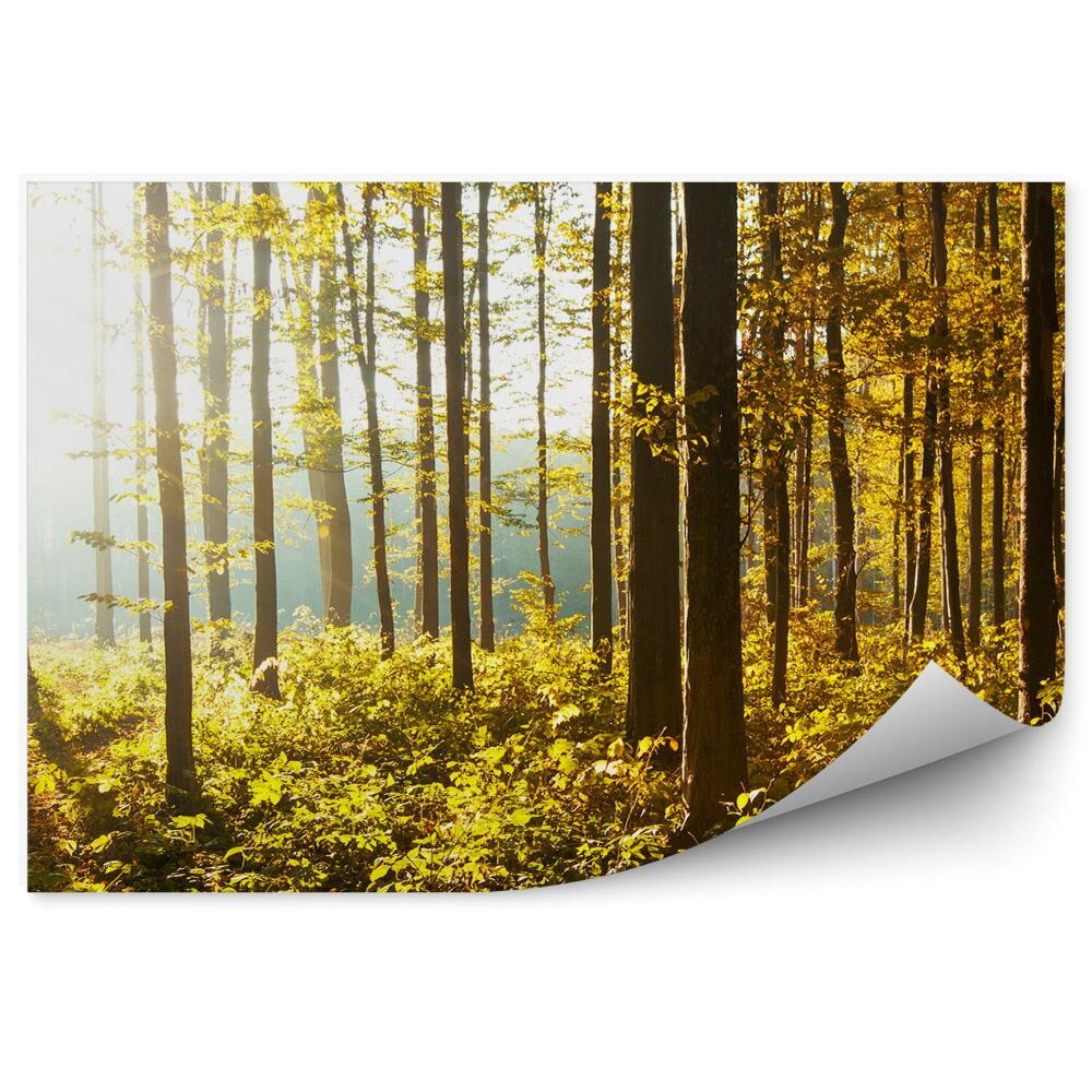 Fototapeta na zeď Stromy lesní keře podzimní slunce svítí