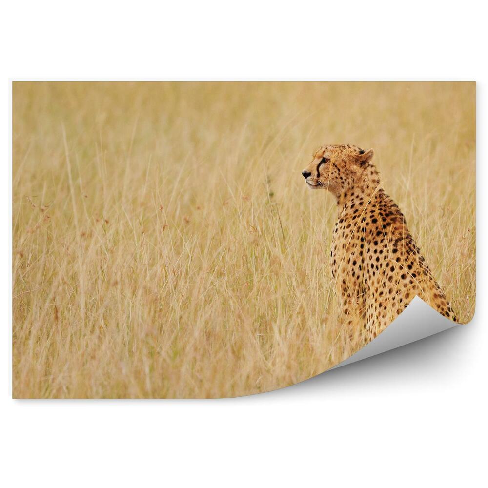 Samolepící fototapeta Gepard suchá tráva Keňa příroda