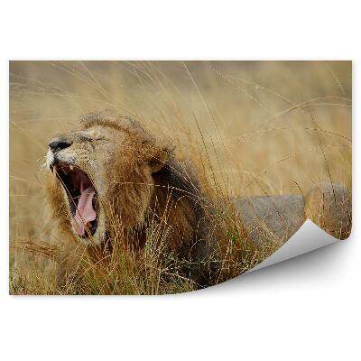 Fototapeta na zeď Lev zívající mezi travinami