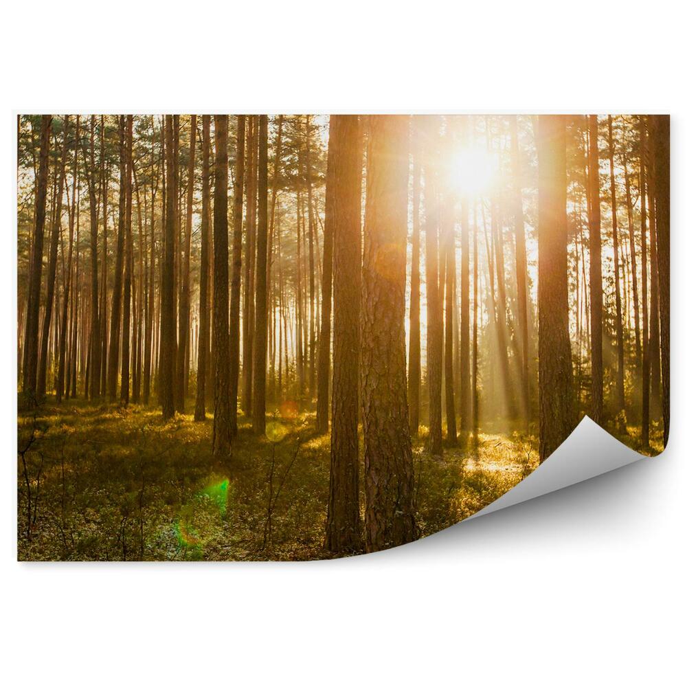 Fototapeta Východ slunce v borovém lese
