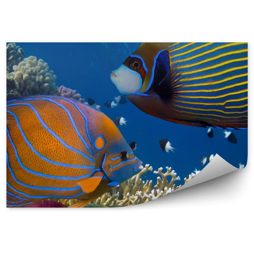 Samolepící fototapeta Barevné ryby podmořský světový útes